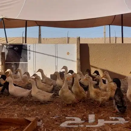 بط بكيني بياض موقع بريده الجرد 4