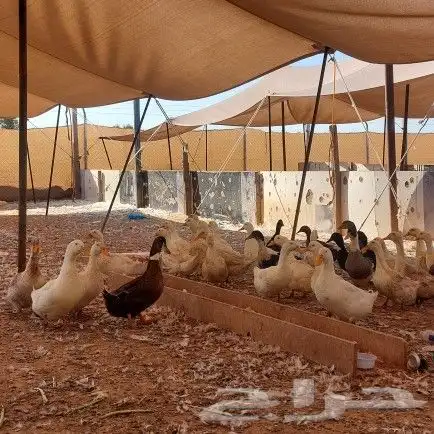 بط بكيني بياض موقع بريده الجرد 1