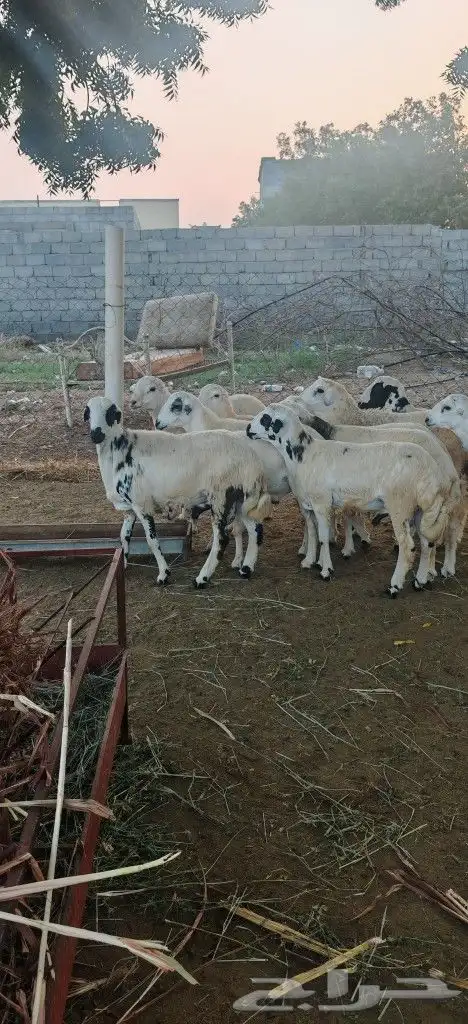 خرفان للبيع بلدي 7