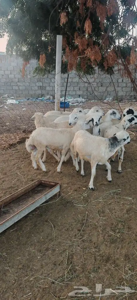 خرفان للبيع بلدي 6