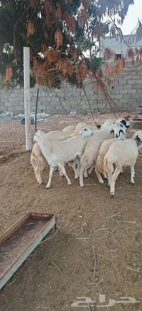 خرفان للبيع بلدي 5
