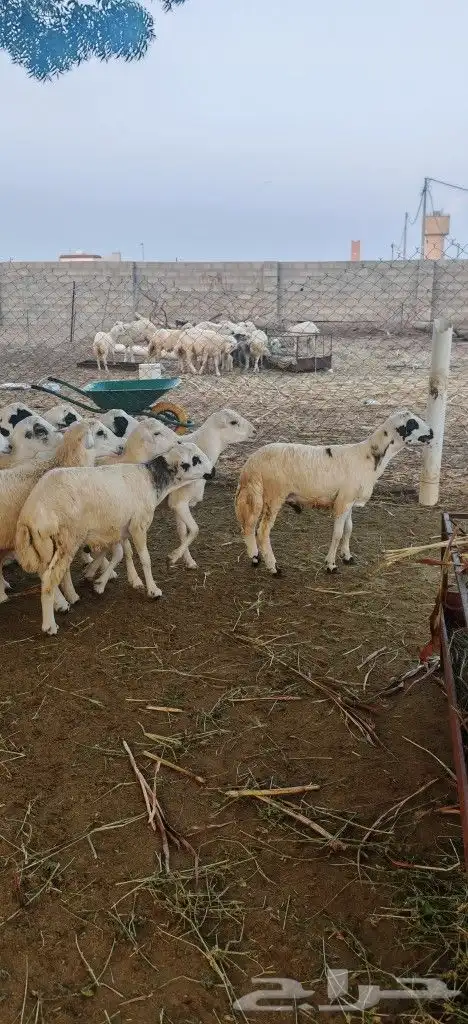 خرفان للبيع بلدي 0