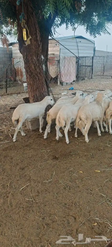 خرفان للبيع بلدي 2