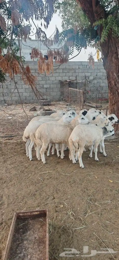 خرفان للبيع بلدي 4
