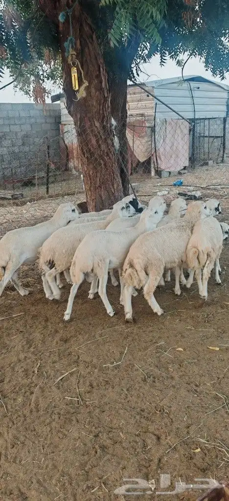 خرفان للبيع بلدي 3