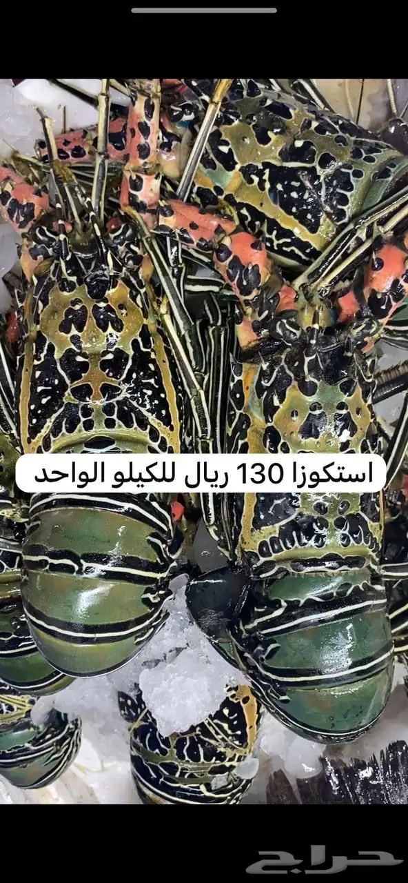 اسماك و ربيان سمك و جمبري هامور ناجل شعور طازج يوجد سمك حَي 24