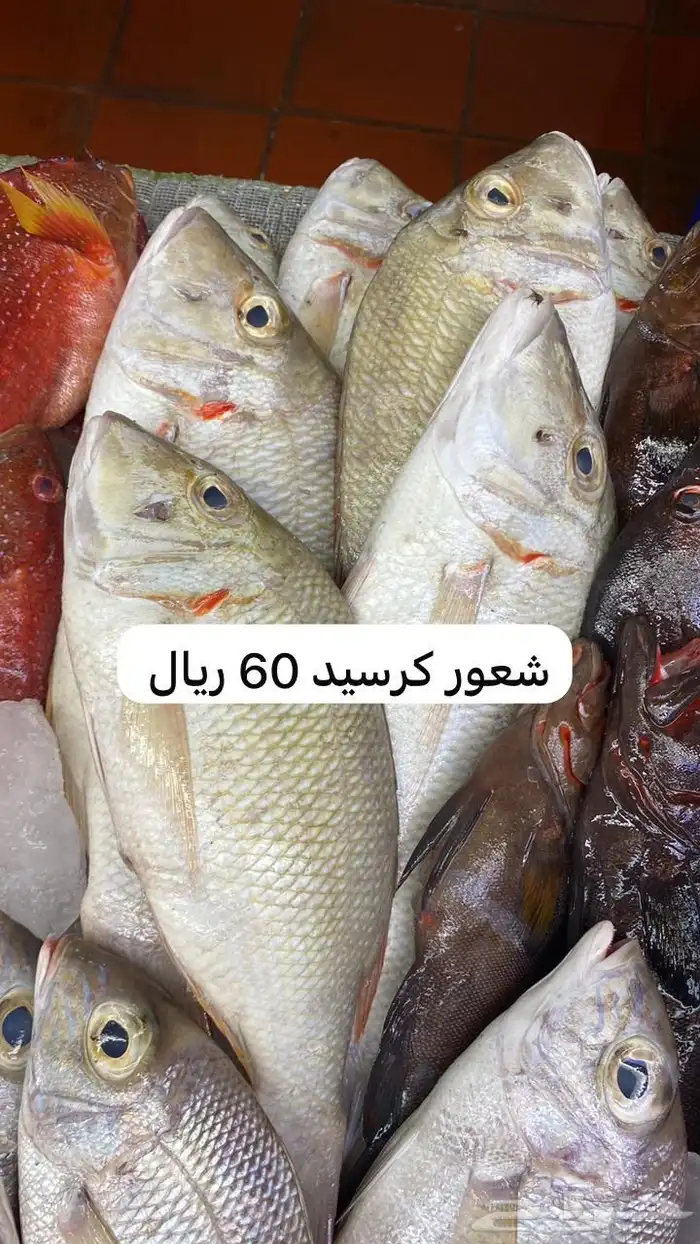 اسماك و ربيان سمك و جمبري هامور ناجل شعور طازج يوجد سمك حَي 7