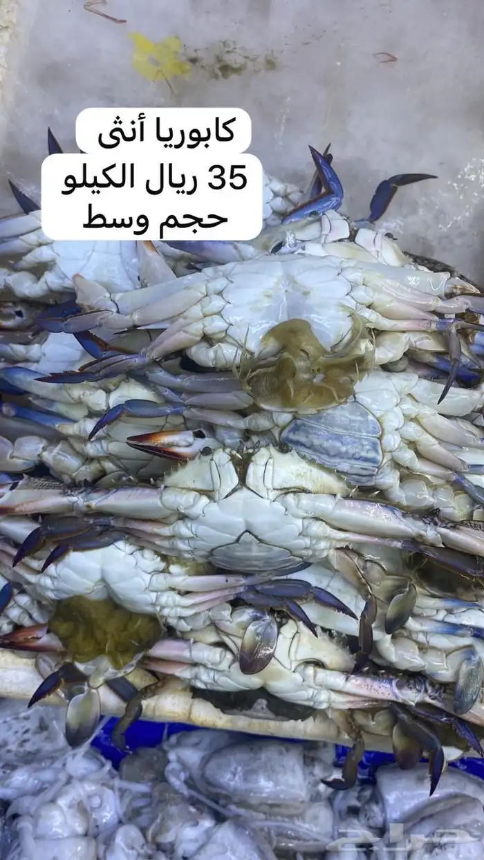 اسماك و ربيان سمك و جمبري هامور ناجل شعور طازج يوجد سمك حَي 14