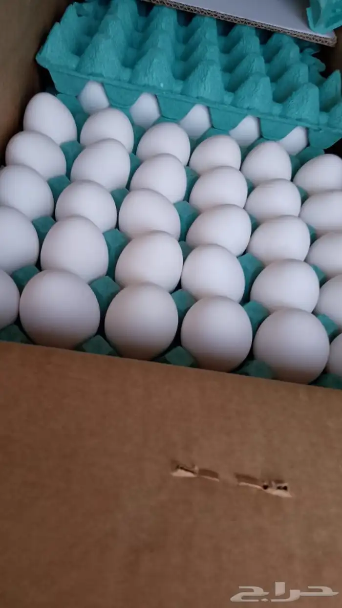 بيض مائده جملة 2
