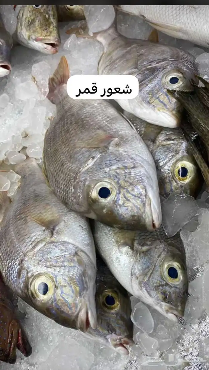 اسماك و ربيان سمك و جمبري هامور ناجل شعور طازج يوجد سمك حَي 0