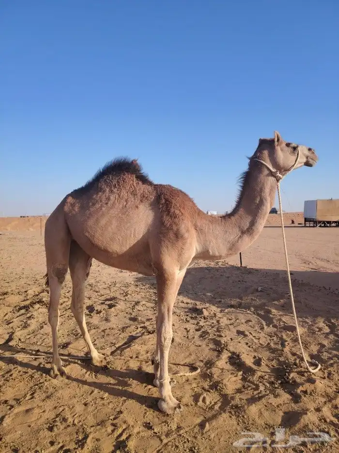 للبيع بكره اصيله لقحه لها 5 شهور ونص 0