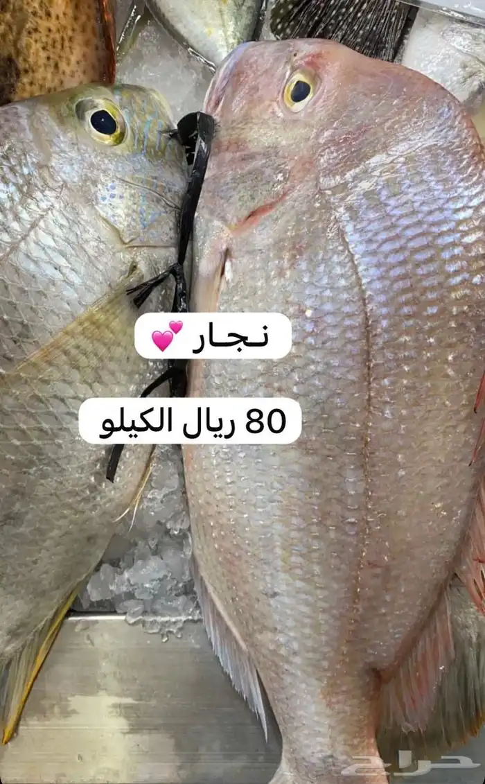 اسماك و ربيان سمك و جمبري هامور ناجل شعور طازج يوجد سمك حَي 12