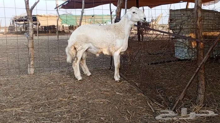 فحل جذع مشروط تم بيعه 1