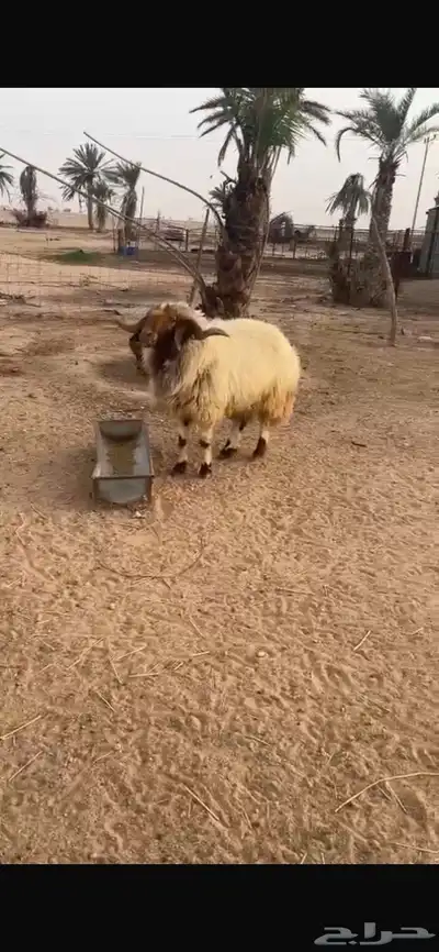 خروف فحل 1