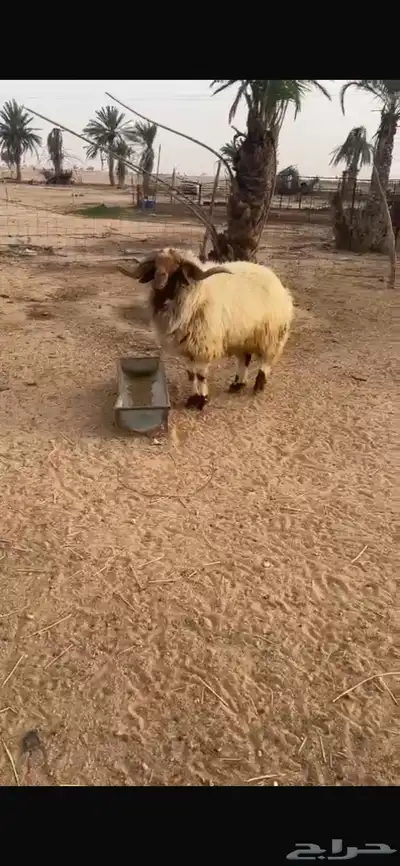 خروف فحل 0