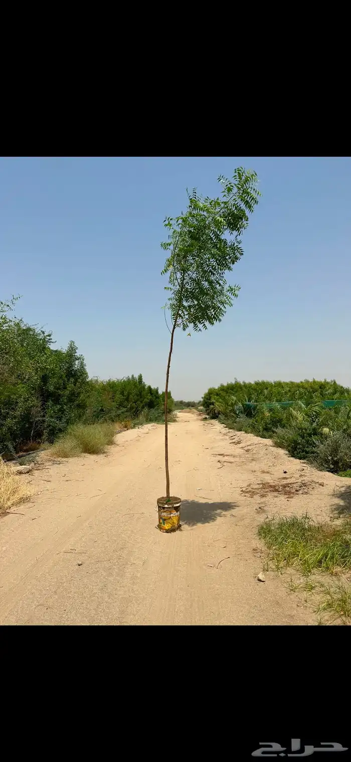 نخيل اشجار شبك مزارع للبيع وتوصل 26