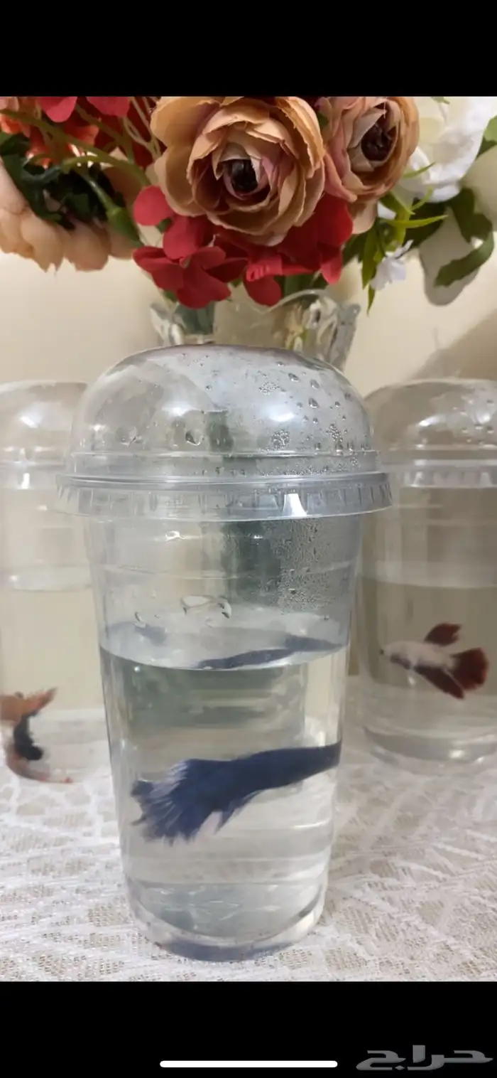 اسماك الفايتر اشكال والوان 8