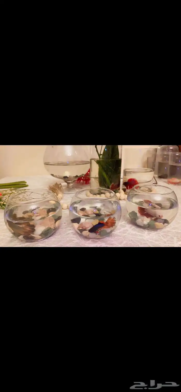 اسماك الفايتر اشكال والوان 0