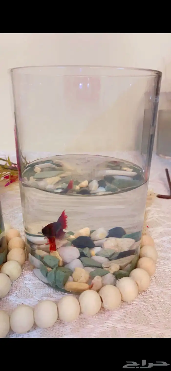 اسماك الفايتر اشكال والوان 2