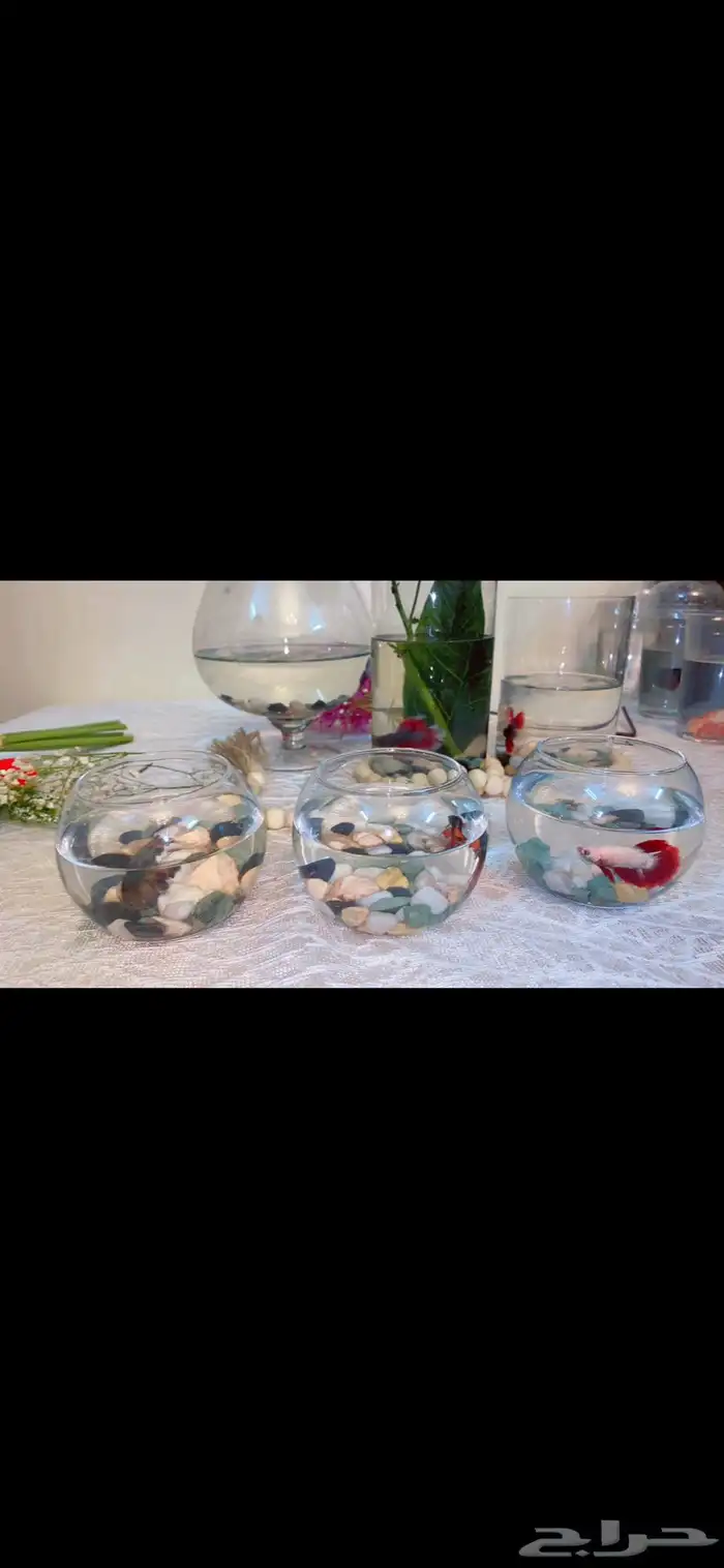 اسماك الفايتر اشكال والوان 1