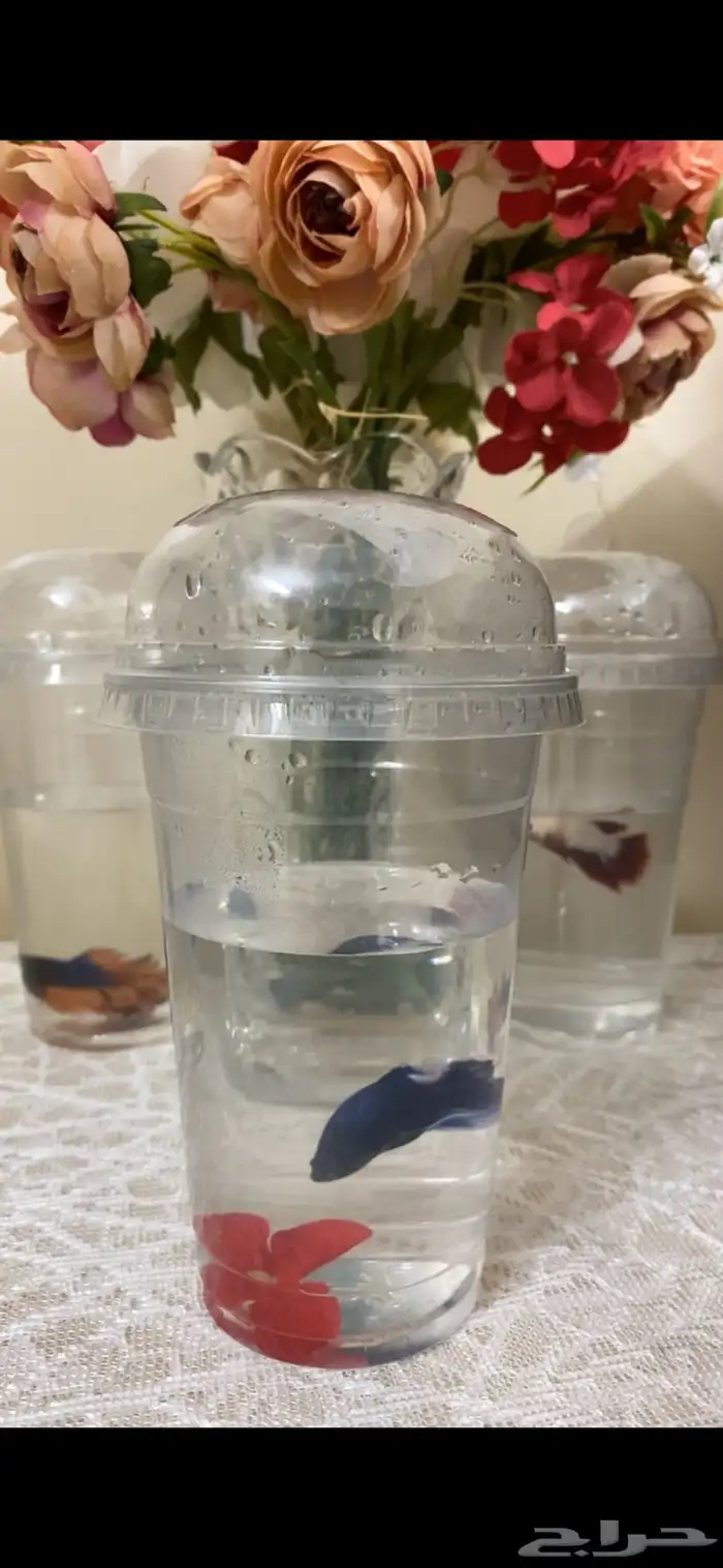 اسماك الفايتر اشكال والوان 3