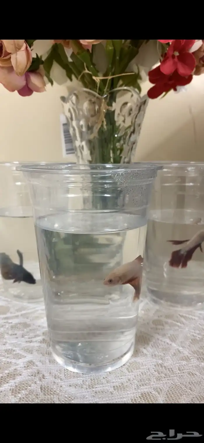 اسماك الفايتر اشكال والوان 5