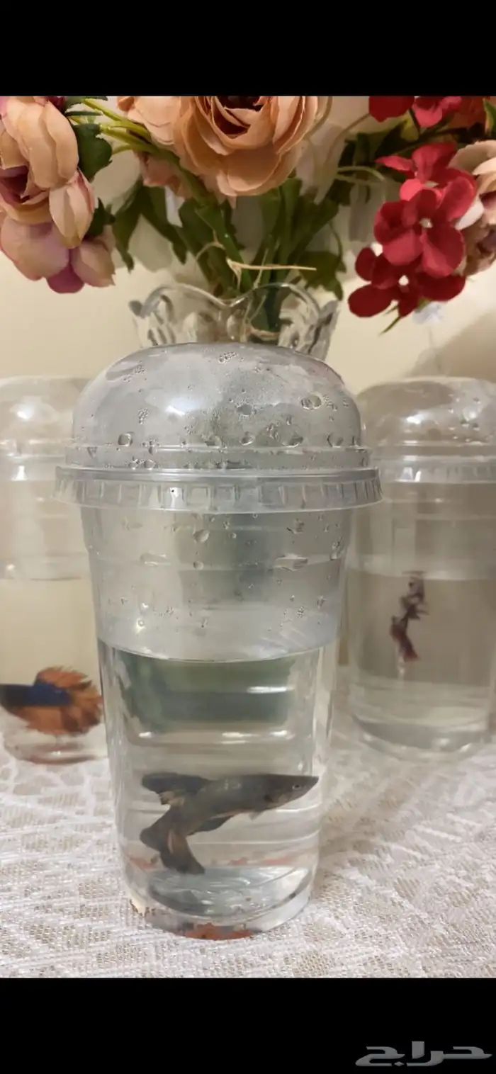 اسماك الفايتر اشكال والوان 4