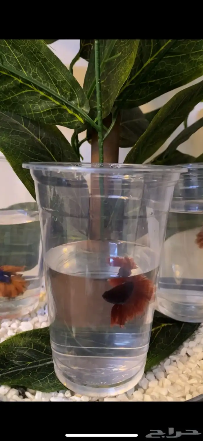 اسماك الفايتر اشكال والوان 7