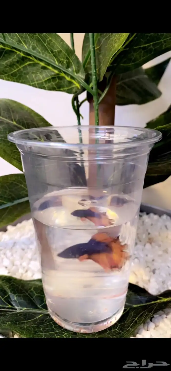 اسماك الفايتر اشكال والوان 6