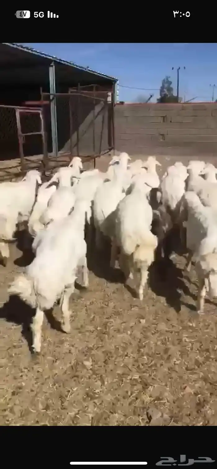 اظاحي طيبه خرفاوسعر طيب وعرض طيبه وناريه بيع جمله وتفريد 2