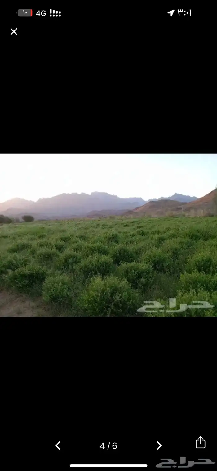 حنا وسدر المدينة المنوره بدون اي اظافات 4