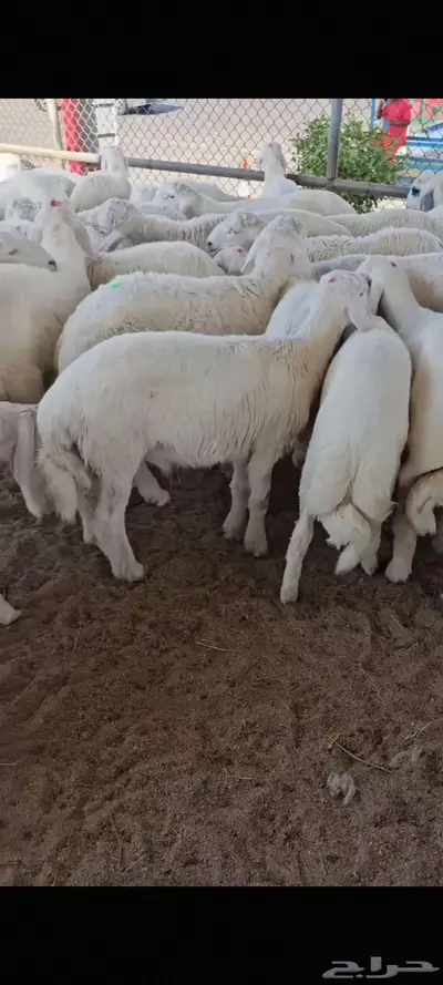 ذبائح حري سواكني لباني مهجن تيوس حري تيوس عارضي 0
