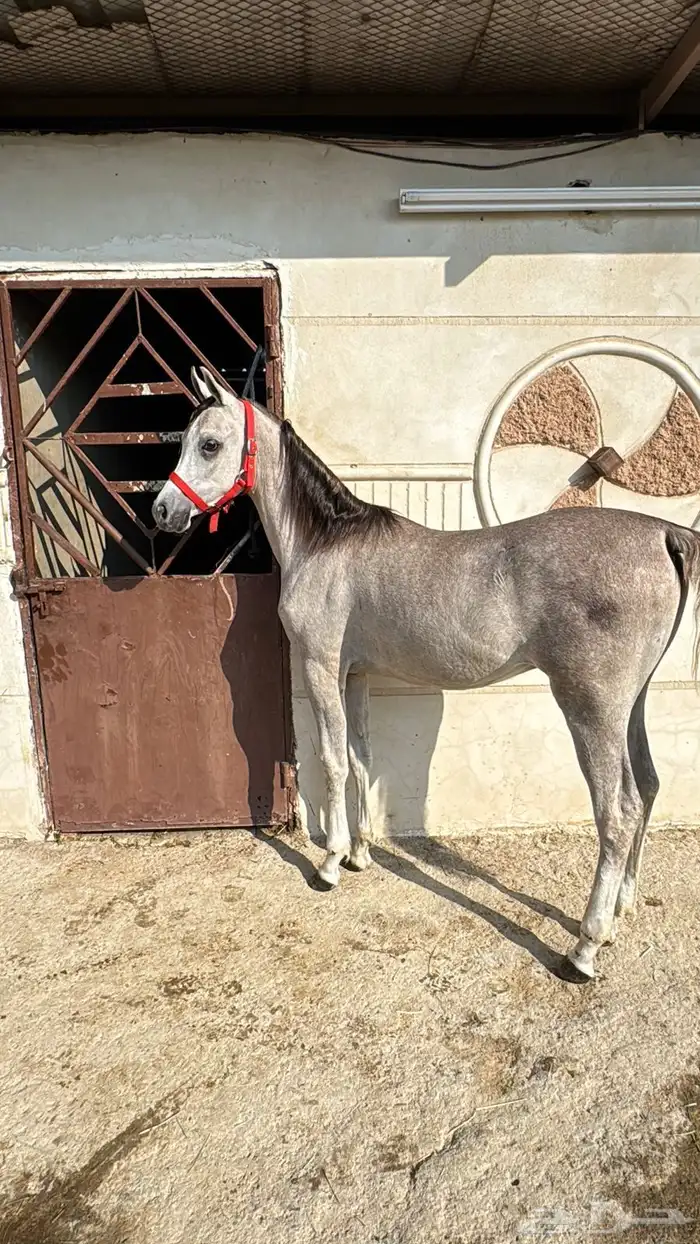 مهر مصري بيور 8