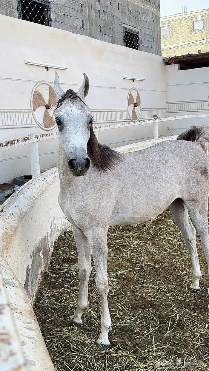 مهر مصري بيور 4