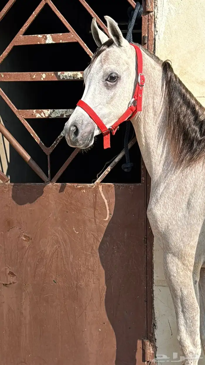 مهر مصري بيور 11
