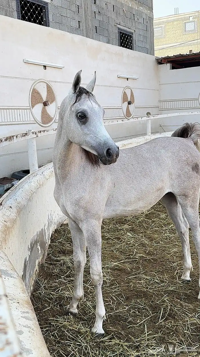 مهر مصري بيور 3
