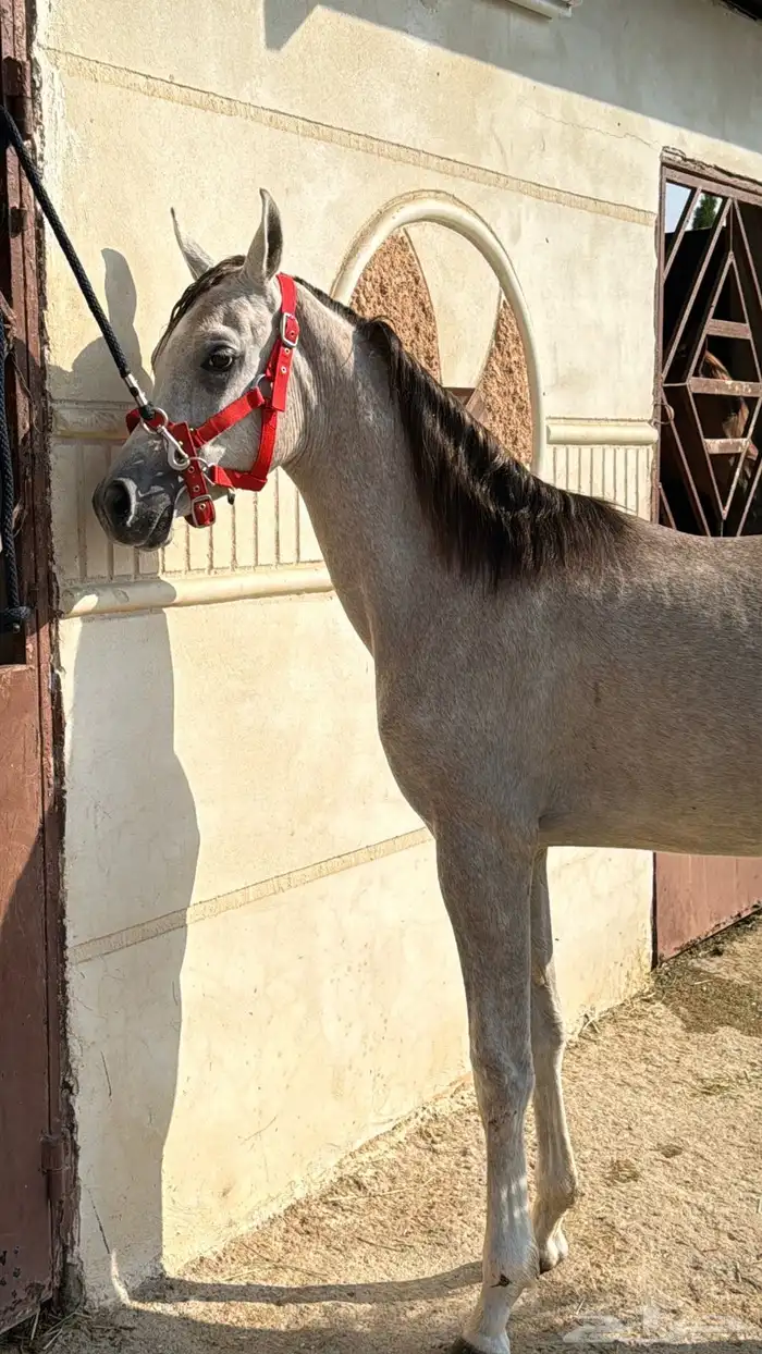 مهر مصري بيور 9