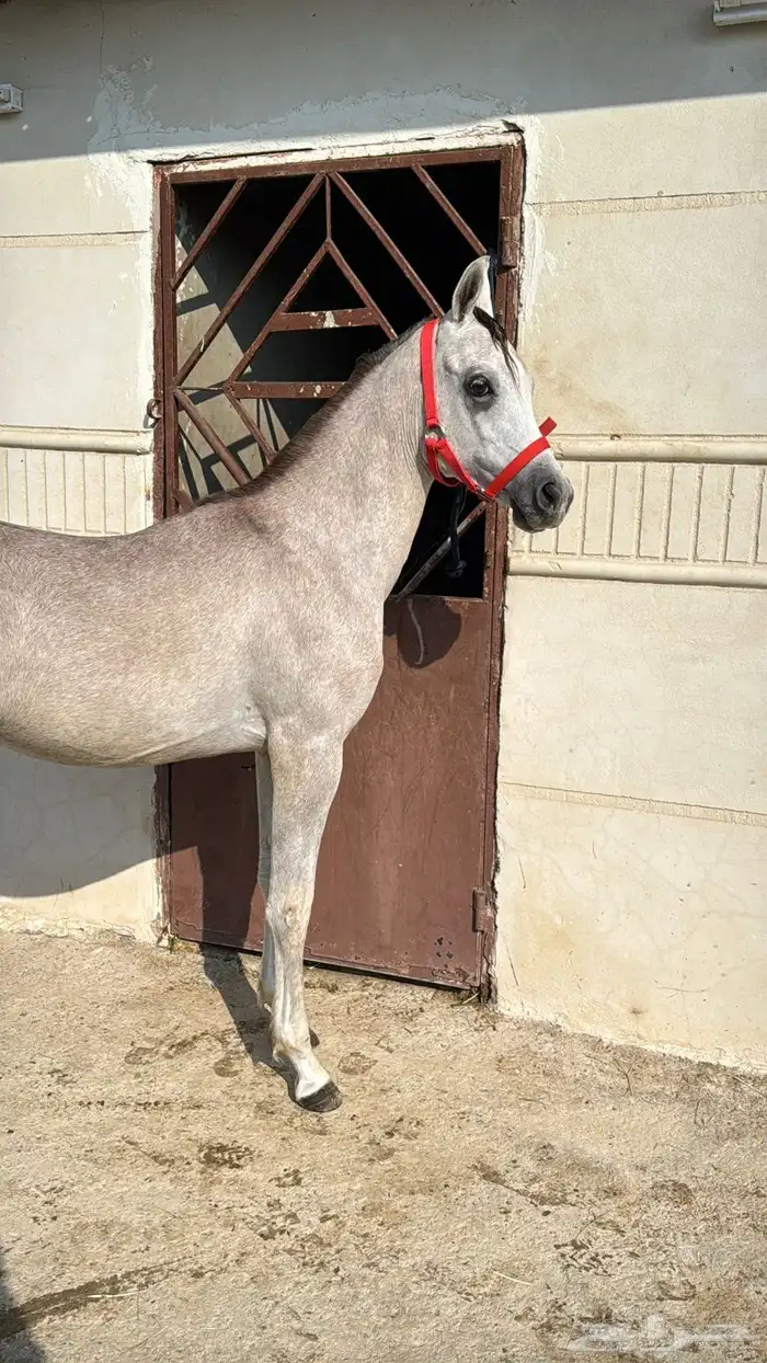 مهر مصري بيور 13