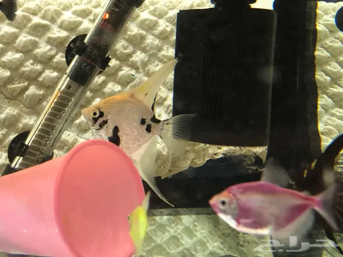 حوض سمك مع سمك نادر فيات وانجل 2