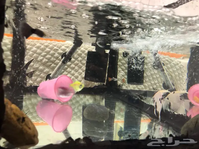 حوض سمك مع سمك نادر فيات وانجل 3