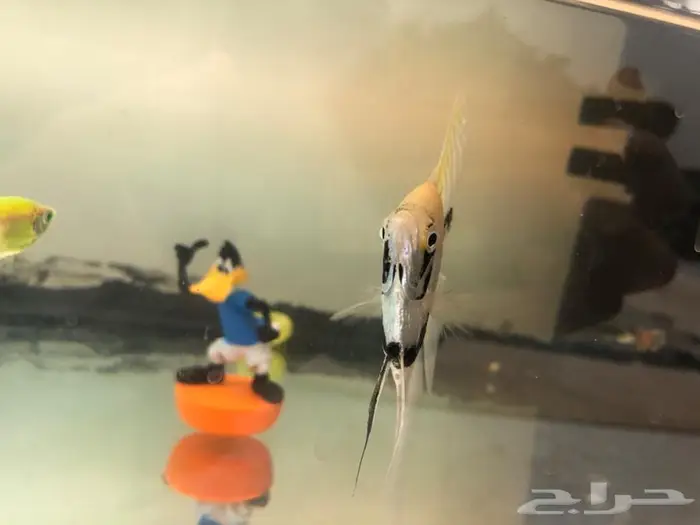 حوض سمك مع سمك نادر فيات وانجل 1