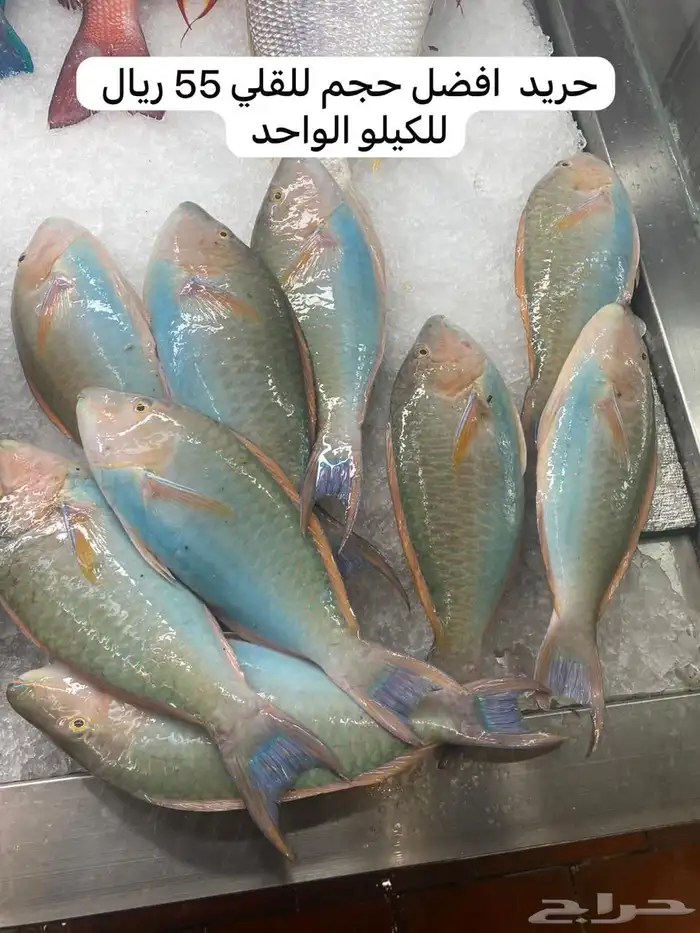 اسماك و ربيان سمك و جمبري هامور ناجل شعور طازج يوجد سمك حَي 19