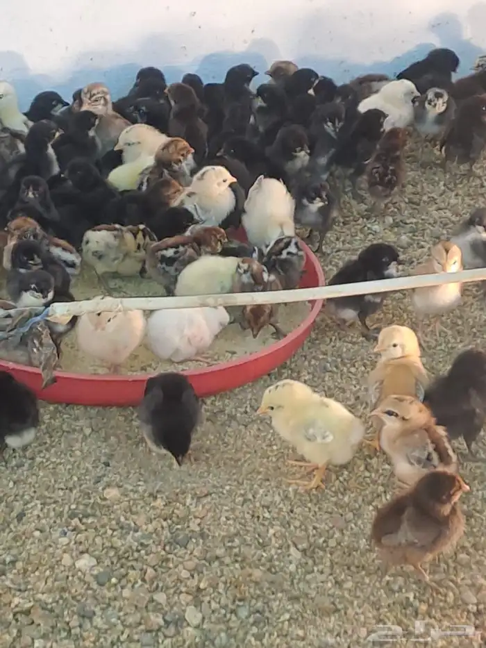 صوص بلدي مشكل 2