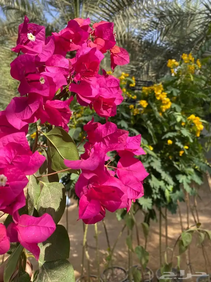 شتلات أكاسيا ورد اصفر والورد الدائم 0