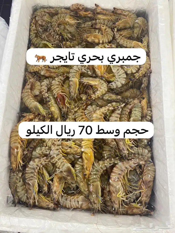 اسماك و ربيان سمك و جمبري هامور ناجل شعور طازج يوجد سمك حَي 20