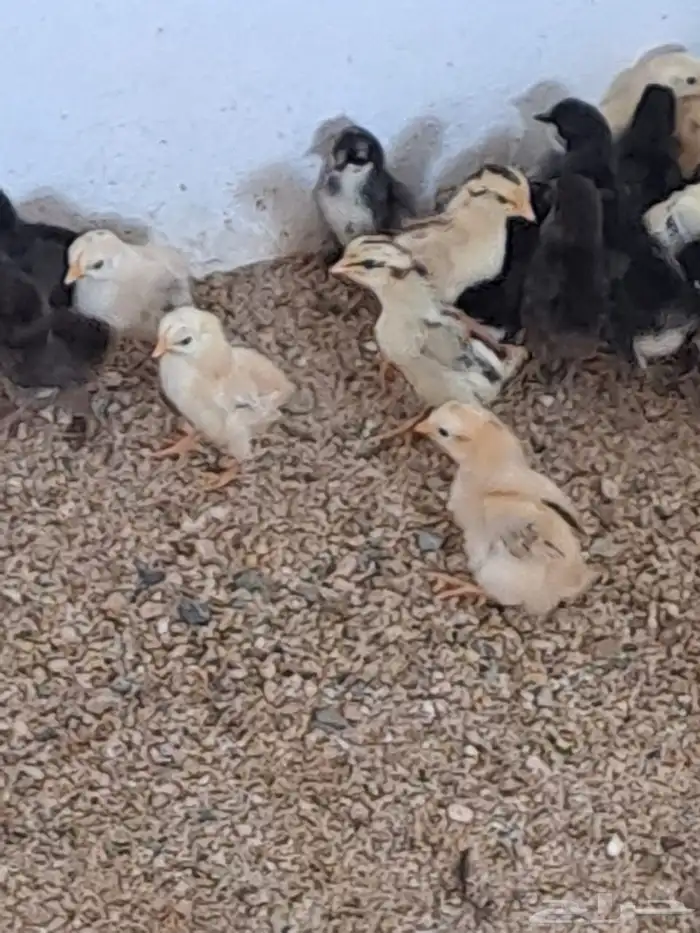 صوص بلدي مشكل 4