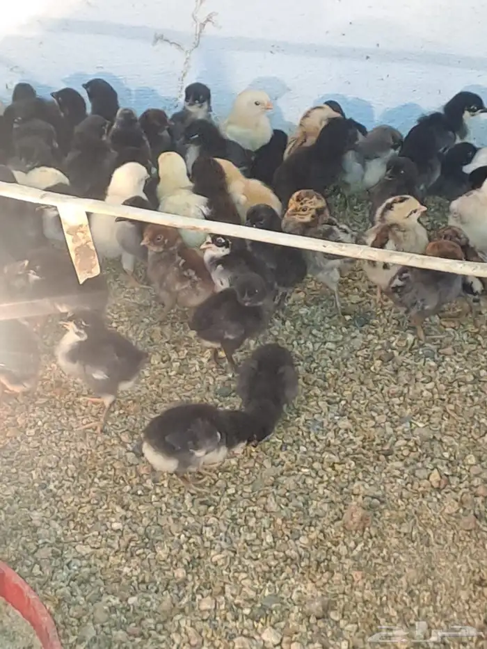 صوص بلدي مشكل 1