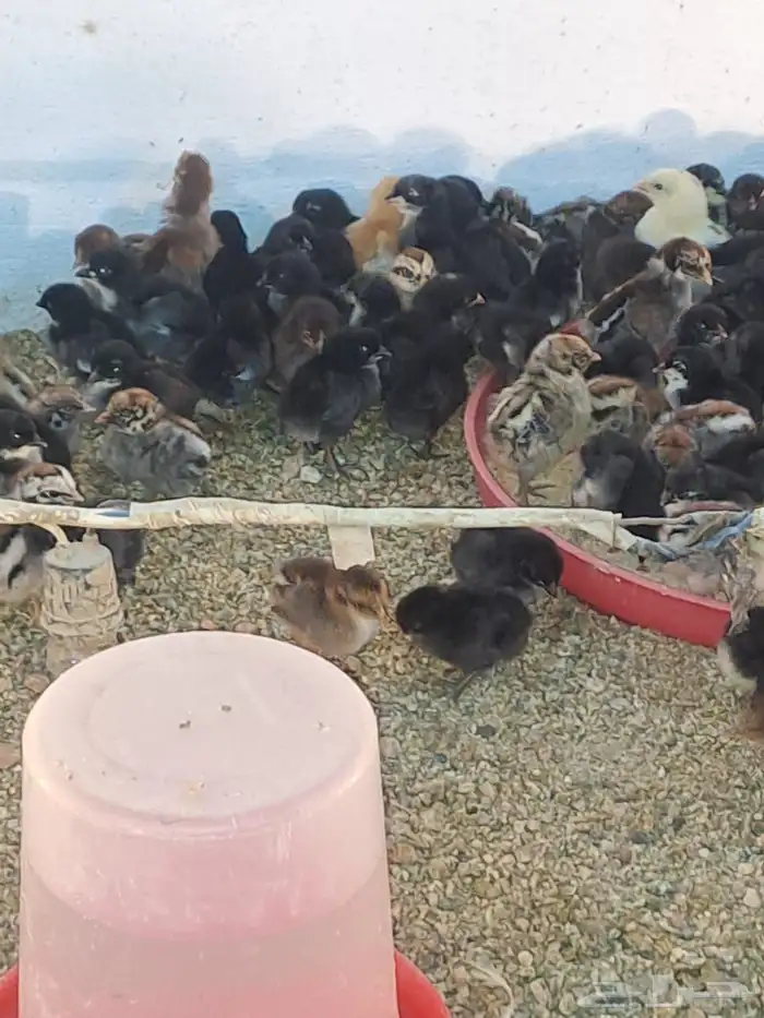 صوص بلدي مشكل 0