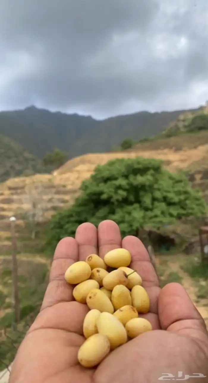 شتلات شجرة النكر او التمار النادره 2