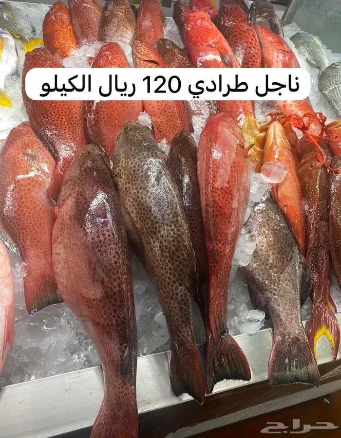 اسماك و ربيان سمك و جمبري هامور ناجل شعور طازج يوجد سمك حَي 22